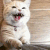 Emoji L_ICatPlead