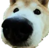 Emoji dognose