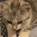 Emoji cat_aigri