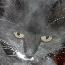 Emoji grey_cat