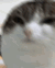 Emoji z_CatChad