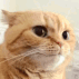 Emoji catwtf