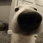 Emoji emojidoggo