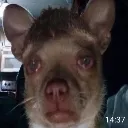 Emoji emoji_14