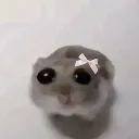 Emoji hamstercoquette