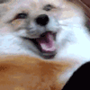 Emoji 3_foxwiggle