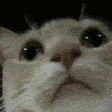 Emoji modcheckcat