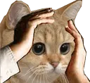 Emoji chat_ohno