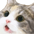 Emoji AMAZECAT
