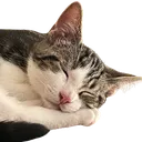Emoji IMG_6431removebgpreview