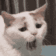 Emoji cat805222586622935041
