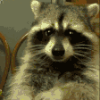 Emoji 4204raccooneating