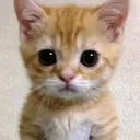 Emoji LAM_D1_cat_sad