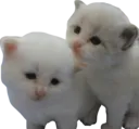 Emoji LAM_A0_kittens