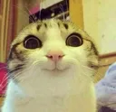 Emoji cat