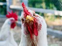 Emoji Poule