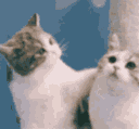 Emoji cat_kiss9