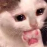 Emoji sadcat