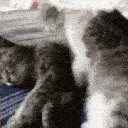 Emoji catshug