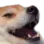 Emoji doglaugth