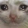 Emoji sadcat