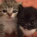 Emoji catduo