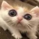 Emoji catbigeye