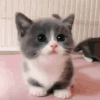 Emoji LS_kittenmeow