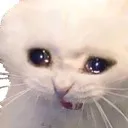 Emoji catsad