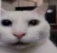 Emoji catwhatgg