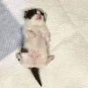 Emoji catdead