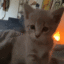 Emoji Catwatch_LS