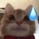 Emoji cat_eh