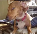 Emoji susdog
