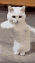 Emoji Odyssee_8286catdance