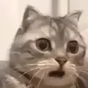 Emoji Catomg