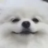 Emoji DogSmug
