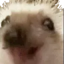 Emoji animalmemeniglohaha