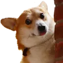 Emoji animalmemedogcurious