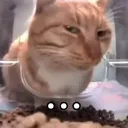 Emoji animalmemecatsideeyes