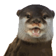Emoji rare_otter