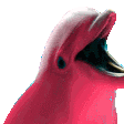 Emoji rainbowdolphin49