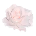Emoji pinkrose