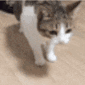 Emoji Cat_Falling