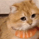 Emoji CatpPeaceOut