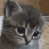 Emoji Chat_seul_LS