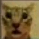 Emoji catshok