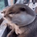 Emoji Loutre_choque