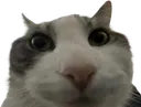 Emoji CI_cat_what