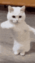Emoji CI_catdance